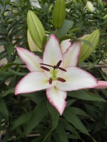 [1817 TheEdge No01.JPG]